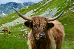 © Daniele Maini - In cammino sulle creste